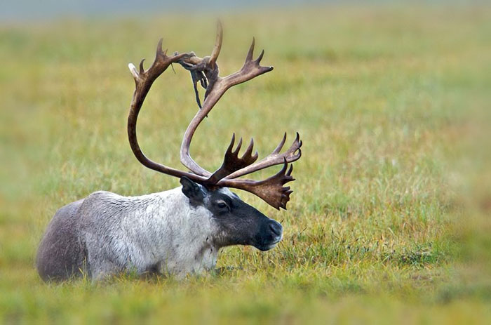 caribou-alaska-interior