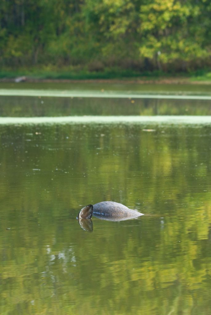 dead-deer-in-water-kentucky