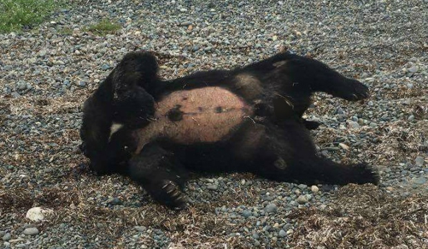 decapitated-bear-on-beach