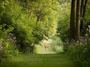 deer-in-field