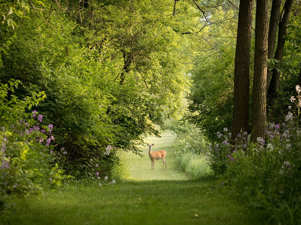 deer-in-field