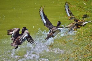 ducks-taking-flight