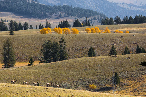 elk-herd-colorado