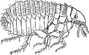 flea-illustration