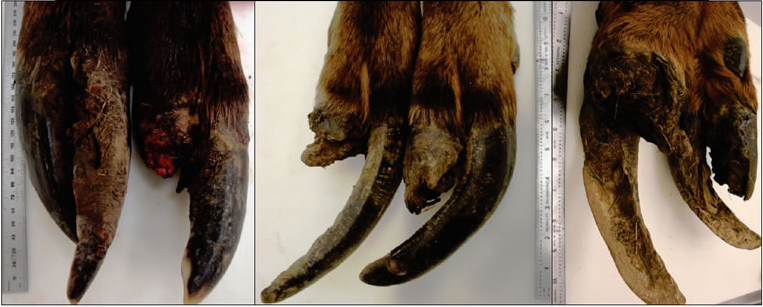 hoof-lesions