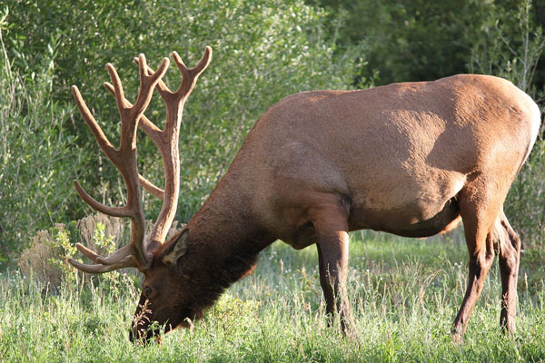 michigan-bull-elk