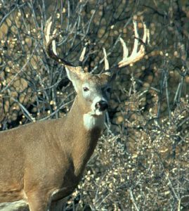 minnesota-whitetail-buck