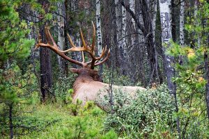 montana-elk