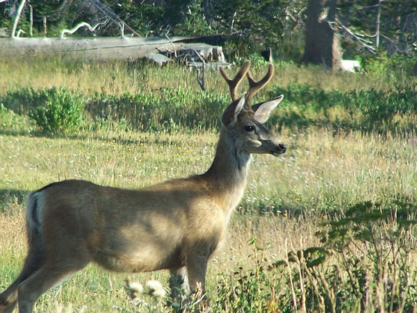 mule-deer-buck-kansas