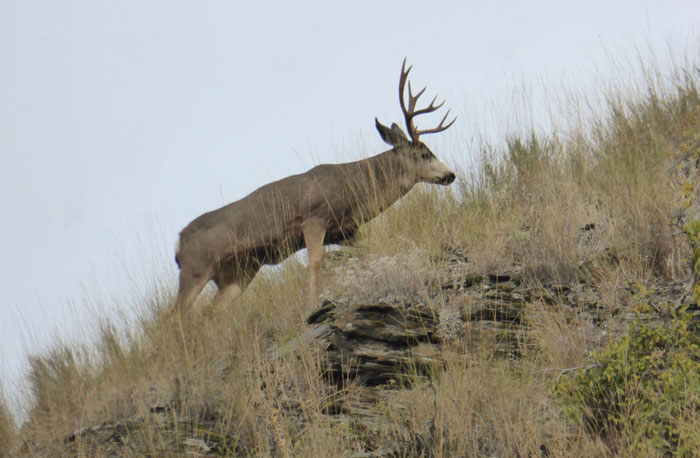 mule-deer-idaho