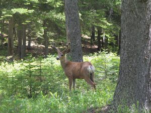 mule-deer-velvet-montana