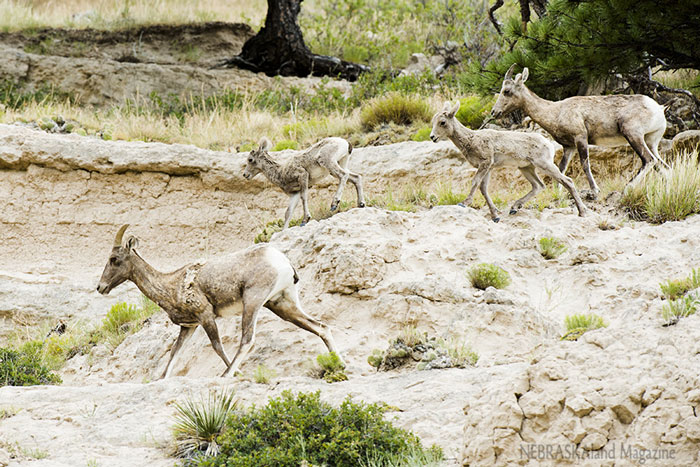 nebraska-bighorn-sheep