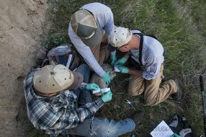 nebraska-biologists-collar-bighorn-lambs