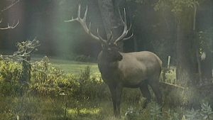 pennsylvania-elk-euthanized