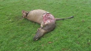 poached-cow-elk-douglas-county