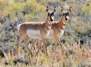 pronghorn-antelope-twins