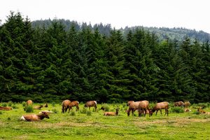 roosevelt-elk-herd