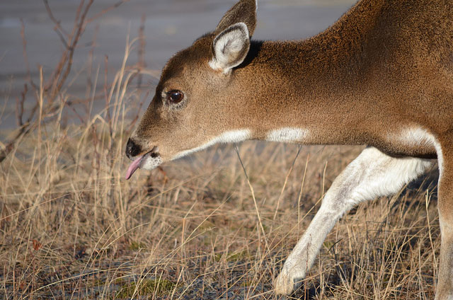 sitka-blacktail-deer-alaska