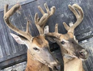 two-poached-michigan-bucks