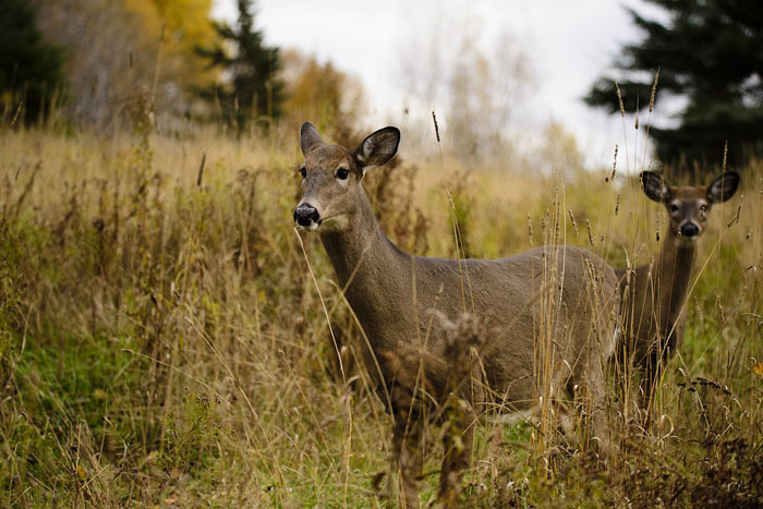 two-whitetails-pennsylvania