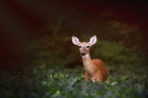 whitetail-deer-ontario