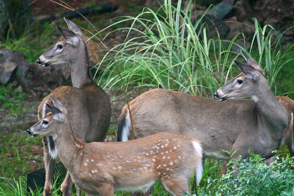 whitetail-deer-tennessee