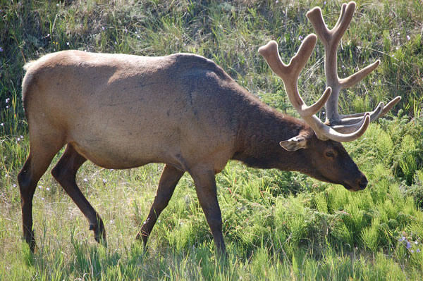 yellowstone-bull-elk