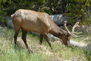 young-bull-elk