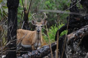 florida-key-deer-in-velvet