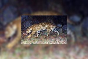arizona-male-jaguar
