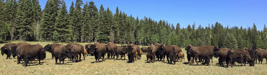 bison-grand-canyon-national-park