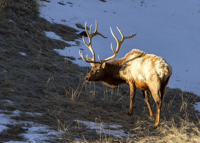 bull-elk-banff-national-park