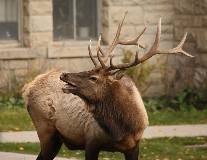 bull-elk-in-residential-neighborhood