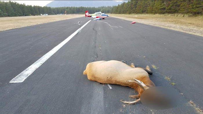 dead-elk-and-plane-after-colission