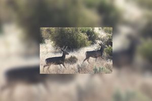 mule-deer