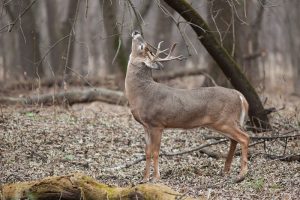 white-tailed-deer-new-york