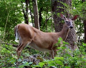 whitetail-washington