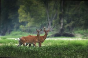 whitetails-mississippi