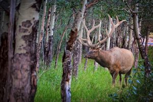 bull-elk-montana