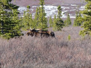 bull-moose-newfoundland