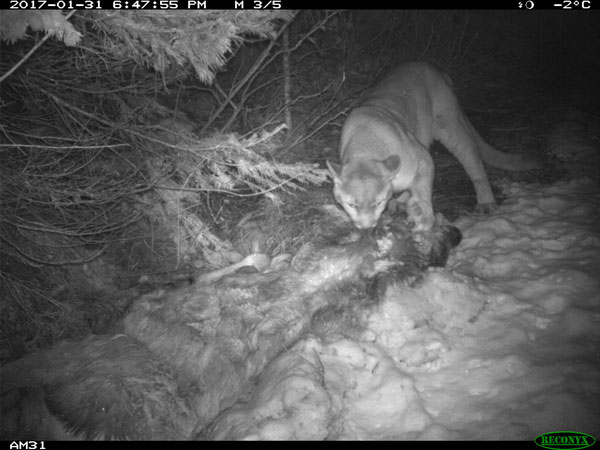 cougar-with-caught-elk