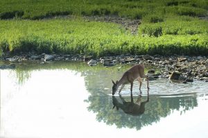 deer-in-water
