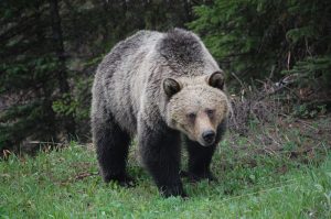 grizzly-bear-wyoming