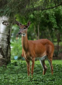 michigan-whitetail-deer