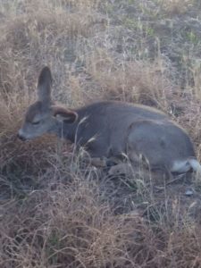 mortally-wounded-fawn-still-alive