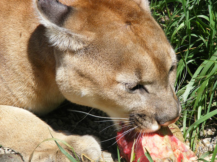 mountain-lion-arizona