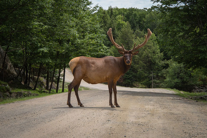 south-dakota-elk
