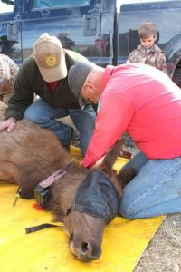 Wyoming-officials-with-elk