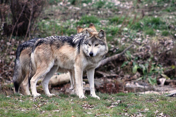 washington-wolves