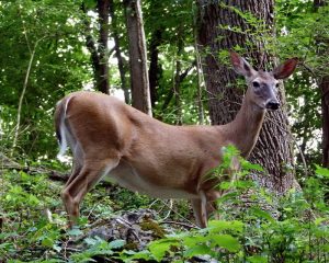 whitetail-deer-ontario